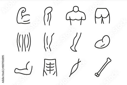 Muscle Icon Grid. Muscle structure. Line icon set of muscle structure: biceps, triceps, quadriceps, hamstring, deltoid, pectoral, calf muscle, gluteus,