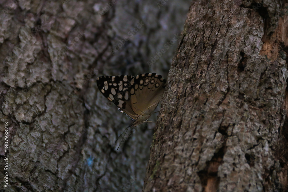 Fototapeta premium butterfly on tree