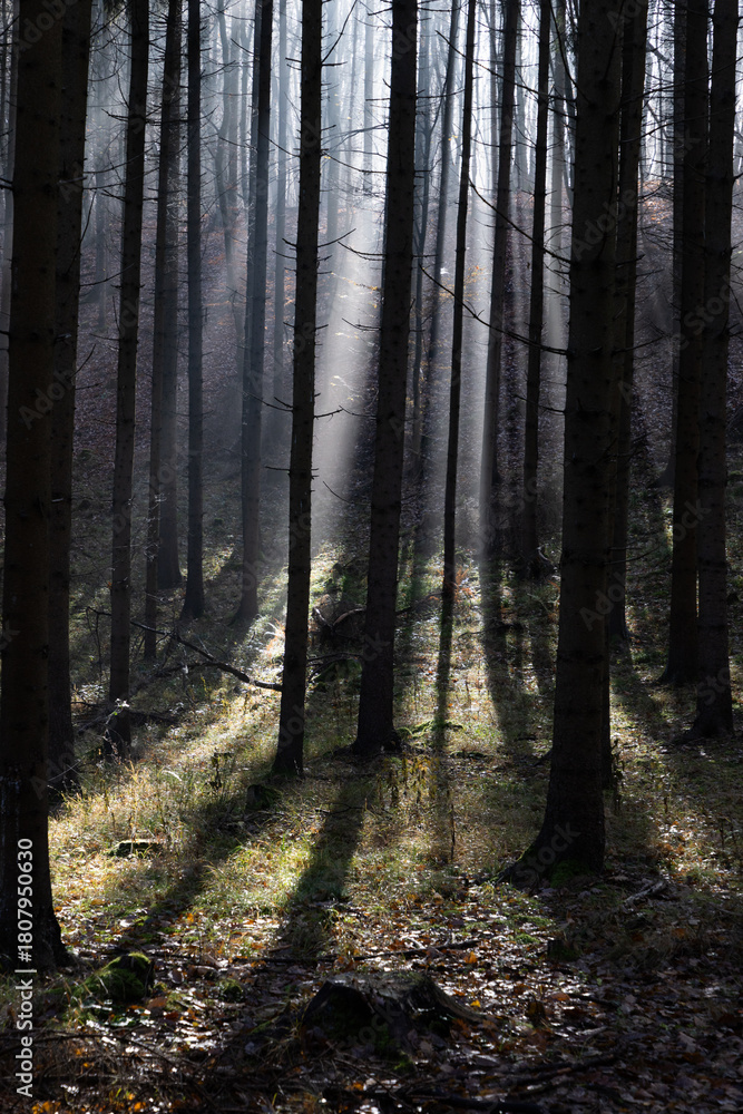 Fototapeta premium dark misty forest panorama fantasy halloween landscape
