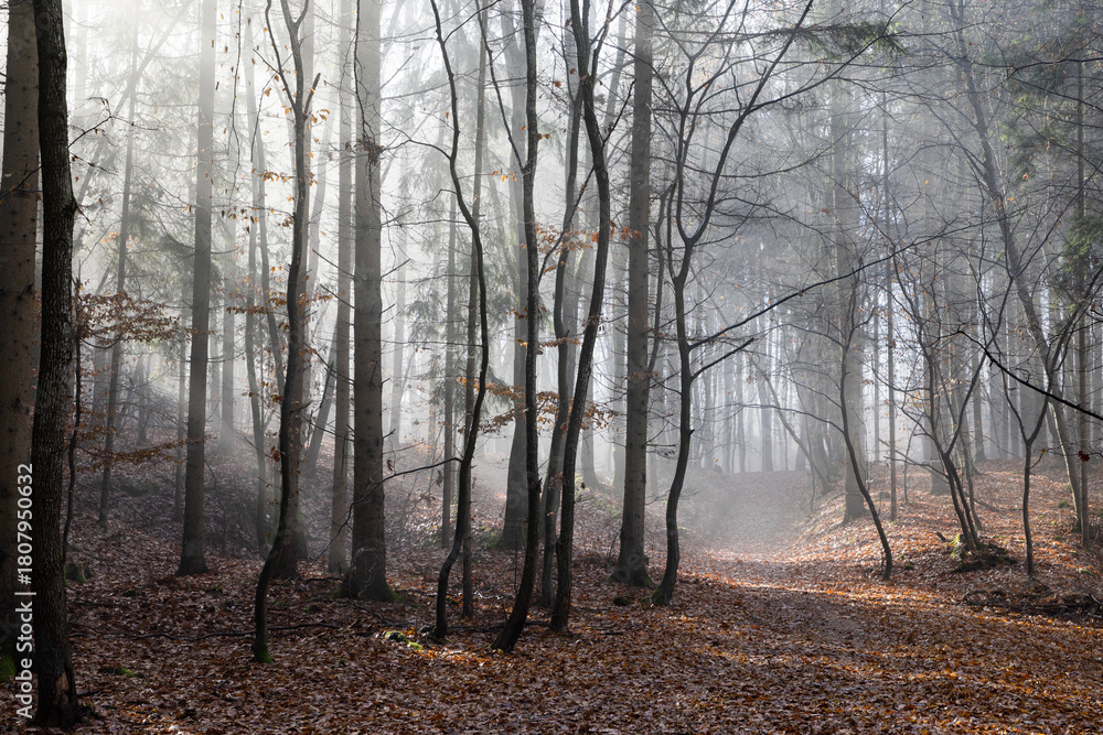 Obraz premium dark misty forest panorama fantasy halloween landscape