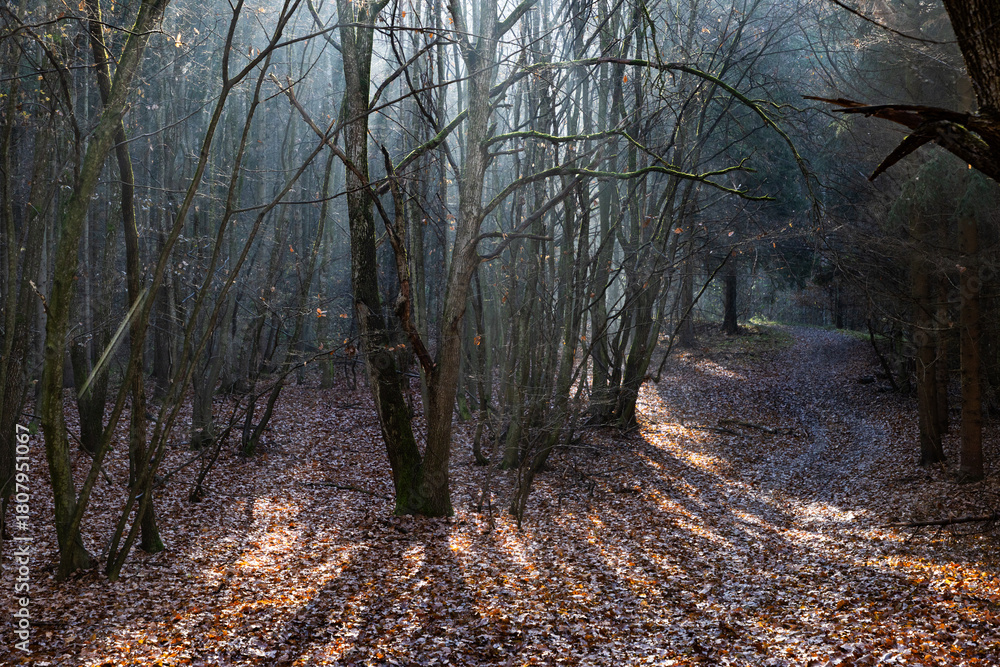 Fototapeta premium dark misty forest panorama fantasy halloween landscape