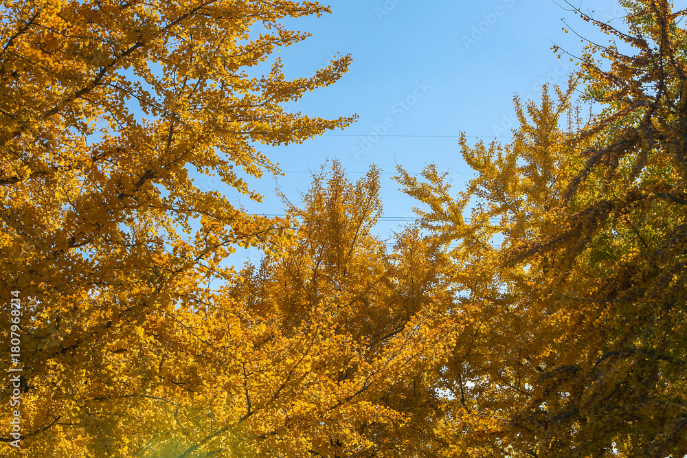 Fototapeta premium イチョウの紅葉と秋晴れ