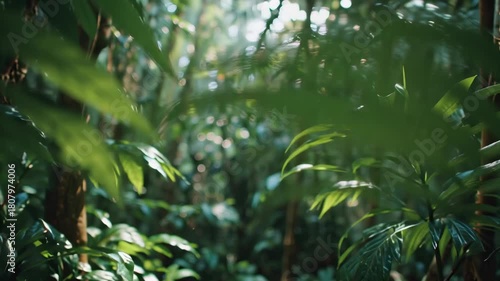 Wallpaper Mural Lush Green Jungle Canopy Tropical Rainforest Sunlight, Nature Background Torontodigital.ca