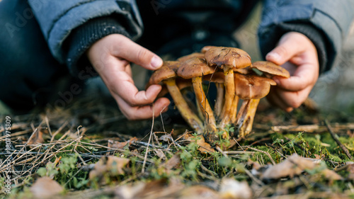 Photos Child's hands carefully examine a cluster of wild mushrooms in the forest