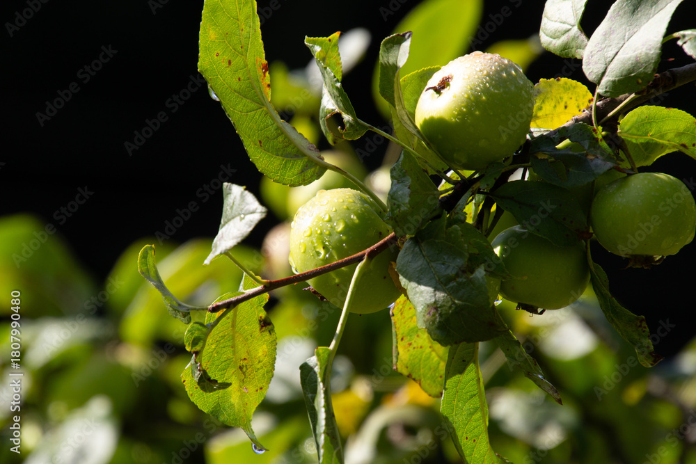 Fototapeta premium Dewdrops on the apples in the orchard