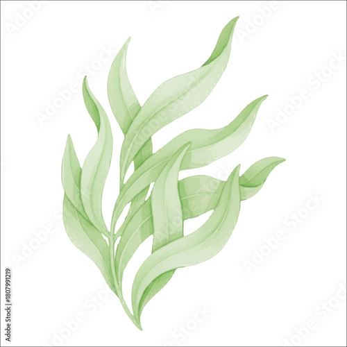 Kelp Leaves Watercolor Vector Isolated on White Background
