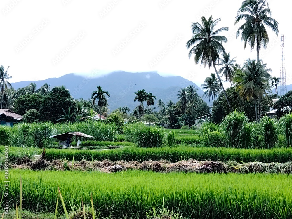 Fototapeta premium A lush green rice field set against a backdrop of misty mountains and tall coconut trees.