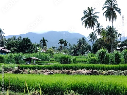 A lush green rice field set against a backdrop of misty mountains and tall coconut trees.