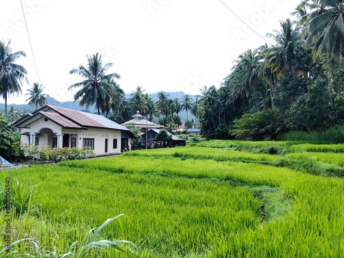 A peaceful rural landscape featuring lush green rice fields, tropical coconut trees, and traditional village houses at the foot of misty mountains.