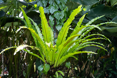 Tableau sur toile Kadaka plant, Vibrant Green Bird's Nest Fern Growing in Tropical Garden