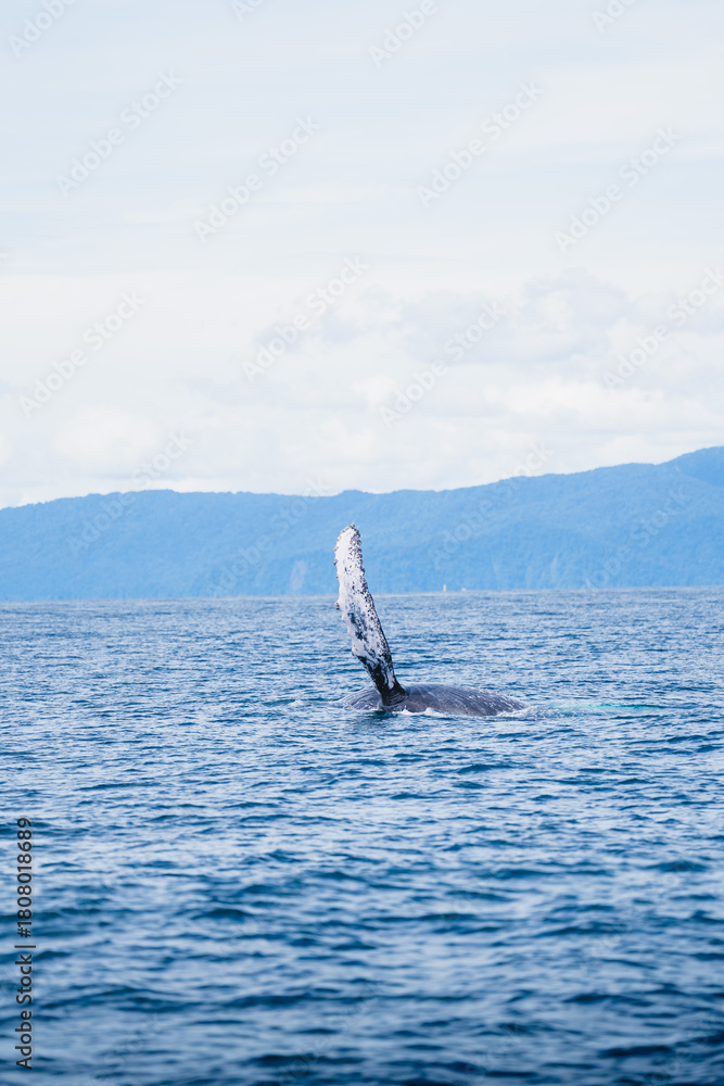 Naklejka premium Aleta Ballena