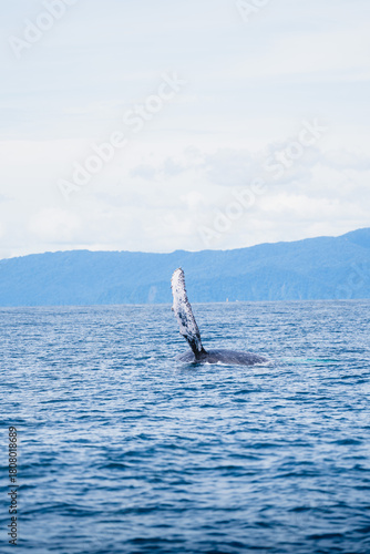 Aleta Ballena