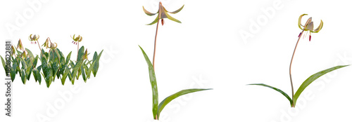 Billede på lærred Erythronium americanum tree, front view, cutout, transparent background, isolate