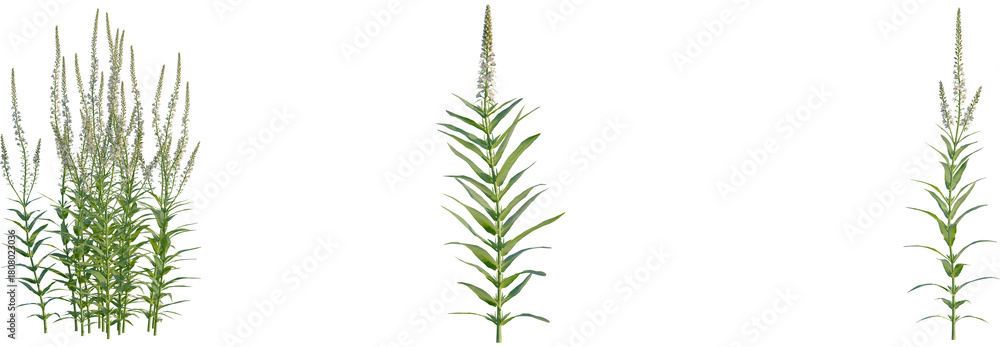 Fototapeta premium Lysimachia ephemerum tree, front view, cutout, transparent background, isolate, Elegant veronica flowers blossom in summer sunshine, a vibrant garden plant