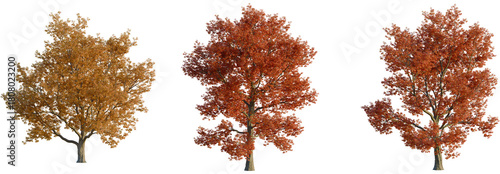Tableau sur toile Quercus rubra tree, front view, cutout, transparent background, isolate, Three v