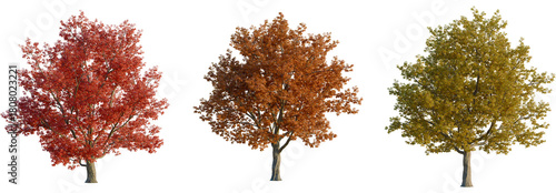 Foto Quercus rubra tree, front view, cutout, transparent background, isolate, Vibrant