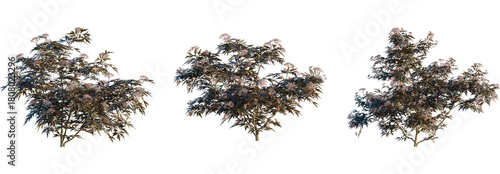 Sambucus nigra black lace tree, front view, cutout, transparent background, isolate, Three elderflower bushes blossoming in sunlight ready for landscaping