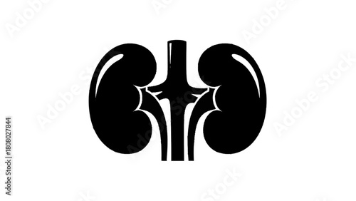 Vector illustration of human kidneys anatomical organ icon representing health and medical concepts isolated on transparent background 