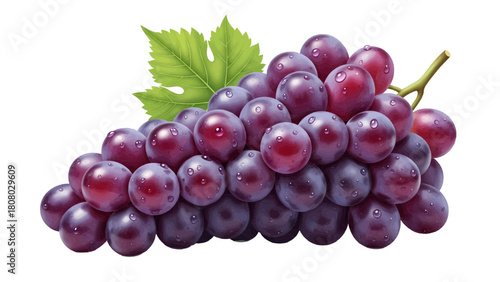 Vector illustration of fresh bunch of ripe red grapes with water droplets and a green leaf isolated on transparent background 
