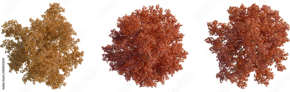 Fototapeta premium Quercus rubra tree plan, top view, cutout, transparent background, isolate, Three vibrant autumn trees showcase season's beauty, ready for compositing