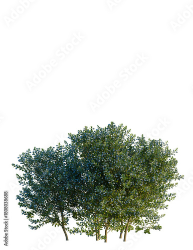 Myrtus communis tree 4k png, front view, cutout, isolate, transparent background, Luscious flowering shrub bursting with life for your landscape designs