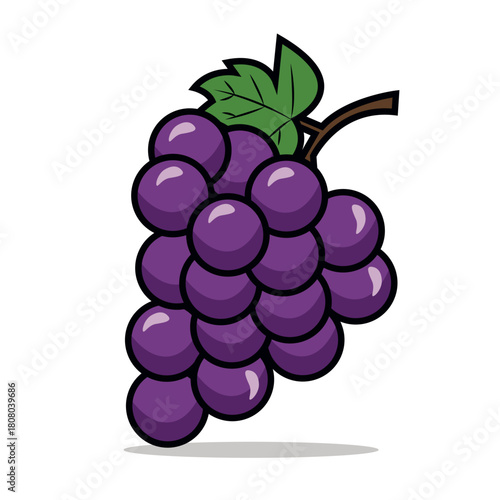 drawing illustration of grape fruit