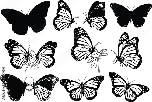 Wallpaper Mural Collection of black monarch butterfly silhouettes and detailed outlines, flying and resting on flowers, vector illustration isolated on white background for nature design. Torontodigital.ca