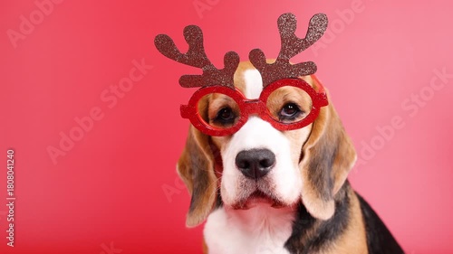 A beagle dog with glasses with of reindeer antlers on a red isolated background. Happy New Year and Merry Christmas greeting card with pet. Copy space.