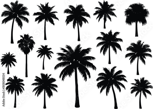 Set of black palm tree silhouettes, tropical coconut trees collection for summer beach vacation design, nature isolated on white background, vector illustration