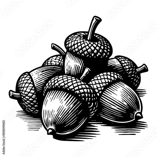 Detailed Pile of Acorns Natural Elements Black and White Outline Line Art Drawing Engraving Style