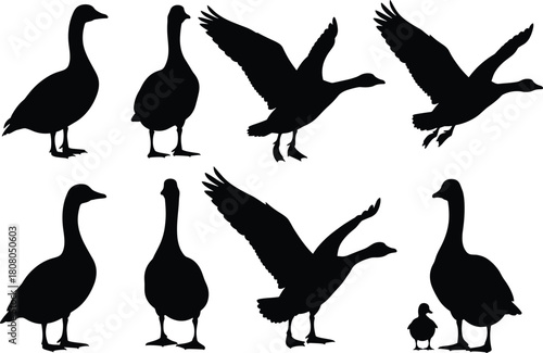 Set of goose silhouettes, flying birds, standing waterfowl, mother and baby goose, black vector shapes, farm animal collection, nature design elements, isolated white background.