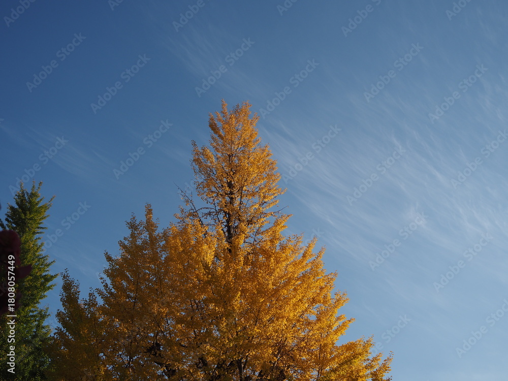 Fototapeta premium イチョウのある風景