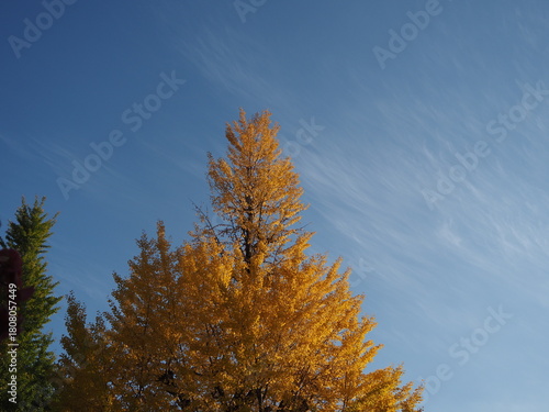 イチョウのある風景