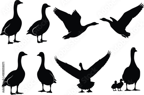 Silhouette vector set of geese, flying wild bird, standing waterfowl, mother and goslings, black shape collection, nature design element, isolated animal icon.