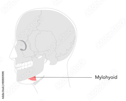Mylohyoid - Labeled human muscle forming the floor of the mouth, shown in anatomy chart, elevates floor of mouth and hyoid during swallowing, vital for teaching and medical study
