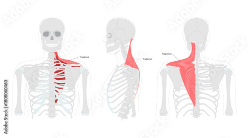 Trapezius - Large human back and neck muscle shown in labeled anatomy chart, shaped like a trapezoid, responsible for moving, rotating, and stabilizing the scapula, essential for posture and shoulder