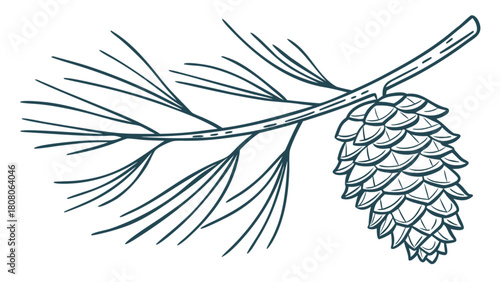 Illustration of a pine branch with needles and a cone hanging from it in a line art style drawing