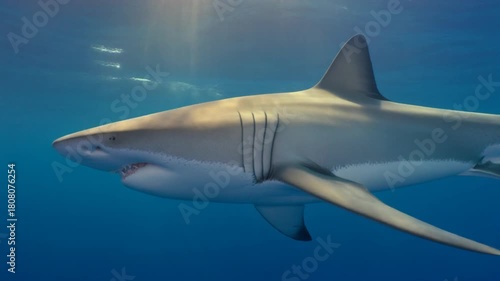 Wallpaper Mural great white shark Torontodigital.ca