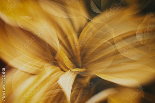 close up of yellow flower