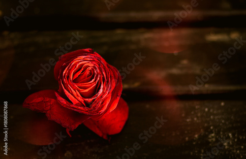red rose on a wooden background