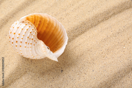 Beautiful seashell on beach...
