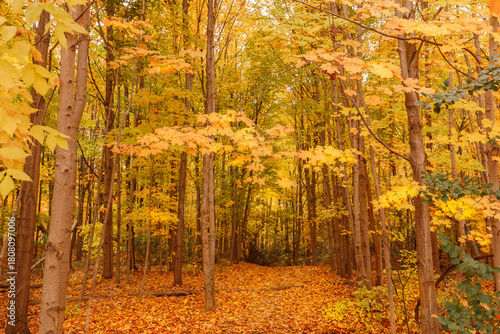  beautiful view of autumn forest with golden colorful leaves,tree branches