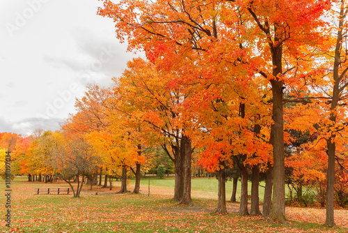 autumn colorful trees in the park,rest area with picnic tables in background