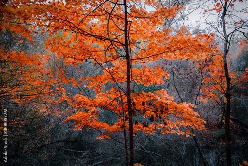 closeup amazing view of autumn season forest, bright orange tree in foreground