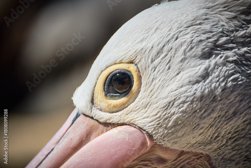 Macro close-up of Australian pelican head at Labrador Beach QLD
