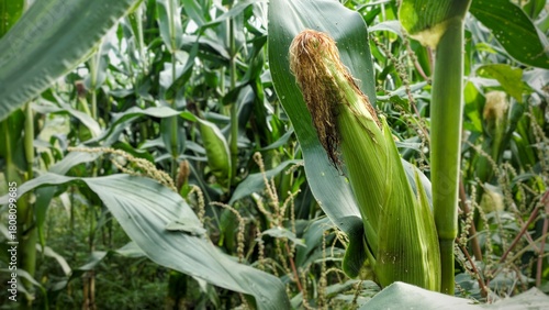Lush green corn cob growing on a stalk in a vast agricultural field under bright sunlight.