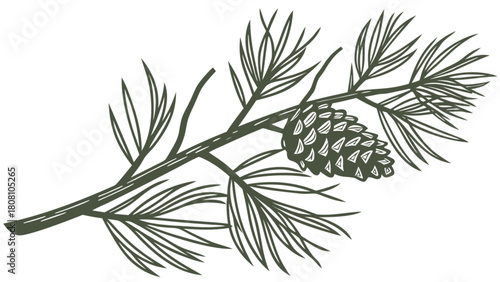 Illustration of a pine branch with needles and a pine cone in a simple line drawing style art