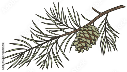 Illustration of a pine tree branch with long needles and a single cone hanging from the branch