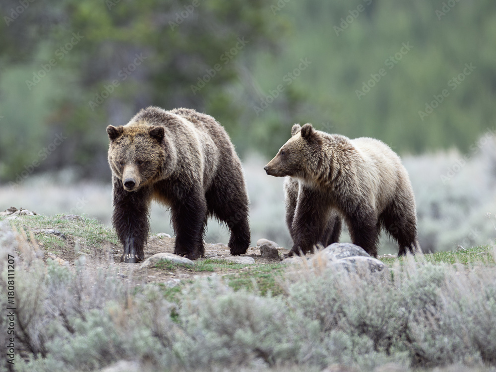 Fototapeta premium Grizzly Bear Sow and Cub