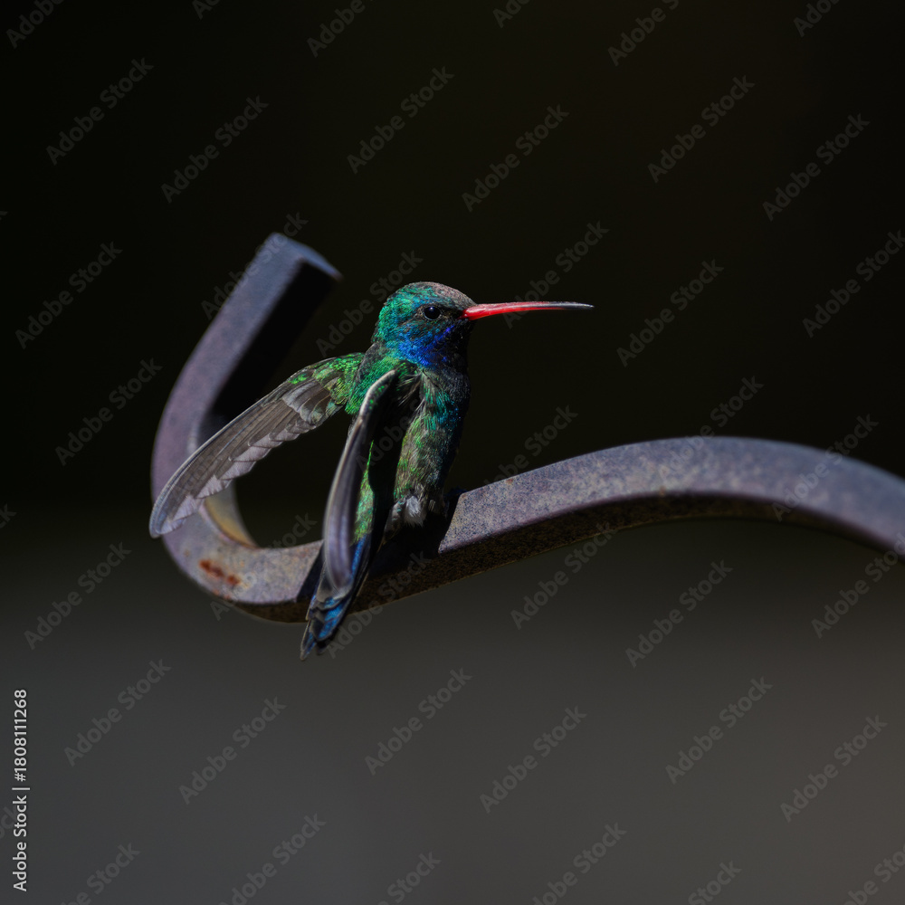 Obraz premium A Broad-billed Hummingbird on a perch